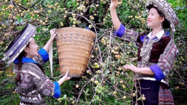 Mù Cang Chải lần đầu tiên tổ chức “Lễ hội Sơn tra”