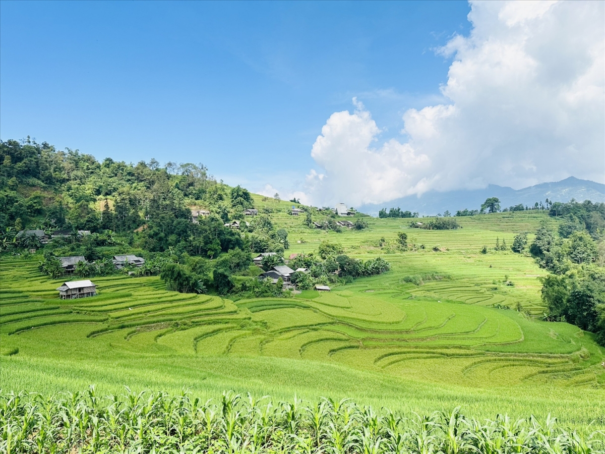 Chiêm ngưỡng vẻ đẹp ruộng bậc thang mùa lúa xanh