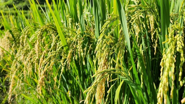 Cùng khám phá vẻ đẹp “Y Tý xanh” vào tháng 8