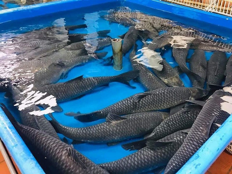 Cường Thịnh Fish - Sự khởi đầu của thương hiệu Cá sông Đà