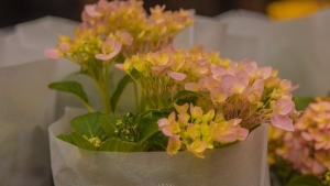 Tử vi vòng quay công nghệ ngày 13/3/2026: Tuổi Hợi có điềm tranh cãi, tuổi Tuất đón thêm tin vui