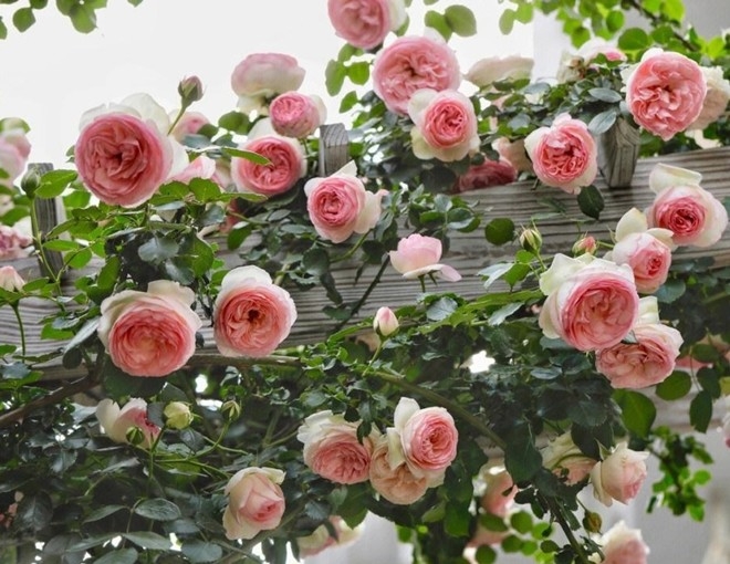 Tử vi hàng ngày - Tử vi 12 con giáp hôm nay ngày 3/2/2025 Tử vi hàng ngày - Tử vi 12 con giáp hôm nay ngày 3/2/2025