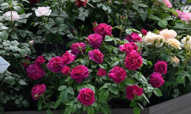 Tử vi hàng ngày - Tử vi 12 con giáp hôm nay ngày 3/2/2025 Tử vi hàng ngày - Tử vi 12 con giáp hôm nay ngày 3/2/2025