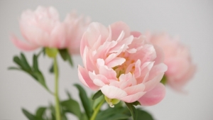 Tử vi vòng quay công nghệ ngày 6/4/2026: Tuổi Mão buồn vui thất thường, tuổi Thân nhiều điểm sáng