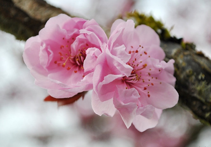 Tử vi vòng quay công nghệ ngày 4/4/2026: Tuổi Thân tình cảm may mắn, tuổi Thìn cẩn thận buôn bán