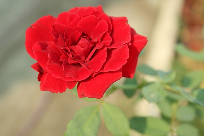 Tử vi vòng quay công nghệ ngày 19/1/2026: Tuổi Sửu phát triển tốt đẹp, tuổi Tý hao tài tốn của