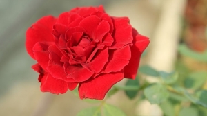 Tử vi vòng quay công nghệ ngày 19/1/2026: Tuổi Sửu phát triển tốt đẹp, tuổi Tý hao tài tốn của