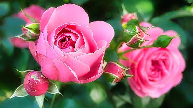 Tử vi vòng quay công nghệ ngày 23/5/2025: Tuổi Sửu dễ gặp rắc rối, Tuổi Ngọ vận khí giảm sút