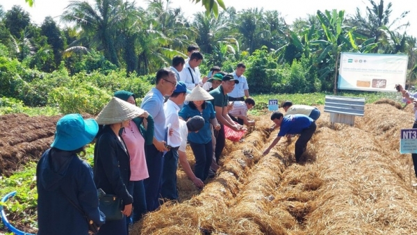 Biến rơm rạ thành 'vàng xanh': Công nghệ đột phá từ đồng ruộng