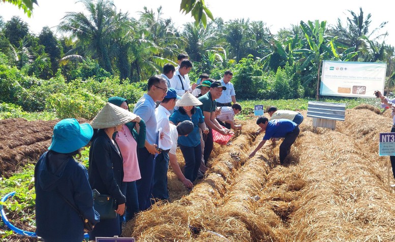 Biến rơm rạ thành vàng xanh: Công nghệ đột phá từ đồng ruộng