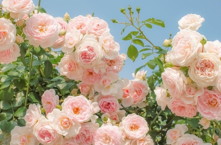 Tử vi vòng quay công nghệ ngày 9/12/2025: Tuổi Thân dễ gặp rắc rối, tuổi Tý phát triển thuận lợi