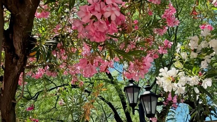 Tử vi vòng quay công nghệ ngày 26/12/2025: Tuổi Thìn vướng họa thị phi, tuổi Ngọ nhiều may mắn hơn