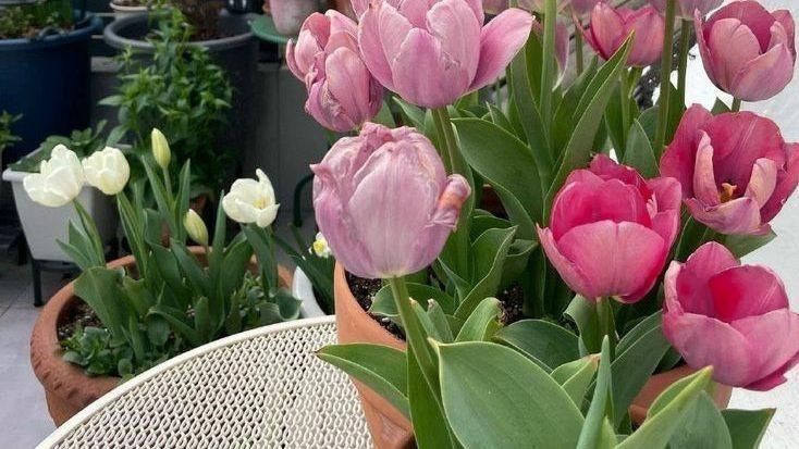 Tử vi vòng quay công nghệ ngày 4/1/2025: Tuổi Dậu khá nóng nảy, tuổi Mùi có cơ hội phát tài