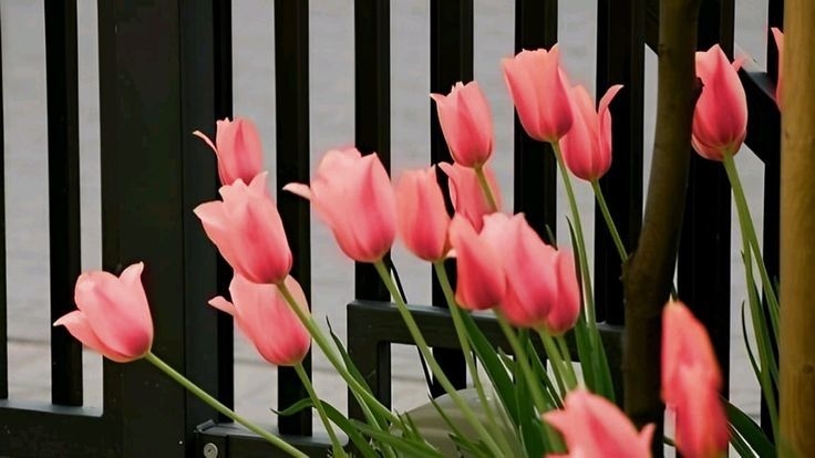 Tử vi vòng quay công nghệ ngày 12/3/2026: