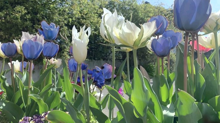 Tử vi vòng quay công nghệ ngày 5/4/2026: Tuổi Dậu may mắn, tuổi Dần nhiều rắc rối