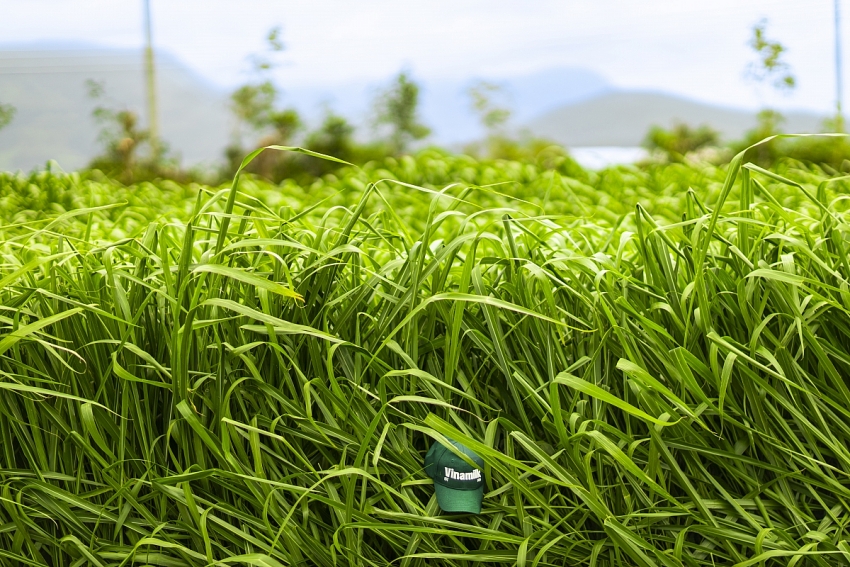 Vinamilk “Mở khóa tự nhiên” tại Green Farm: Mô hình sinh thái truyền cảm hứng doanh nghiệp.