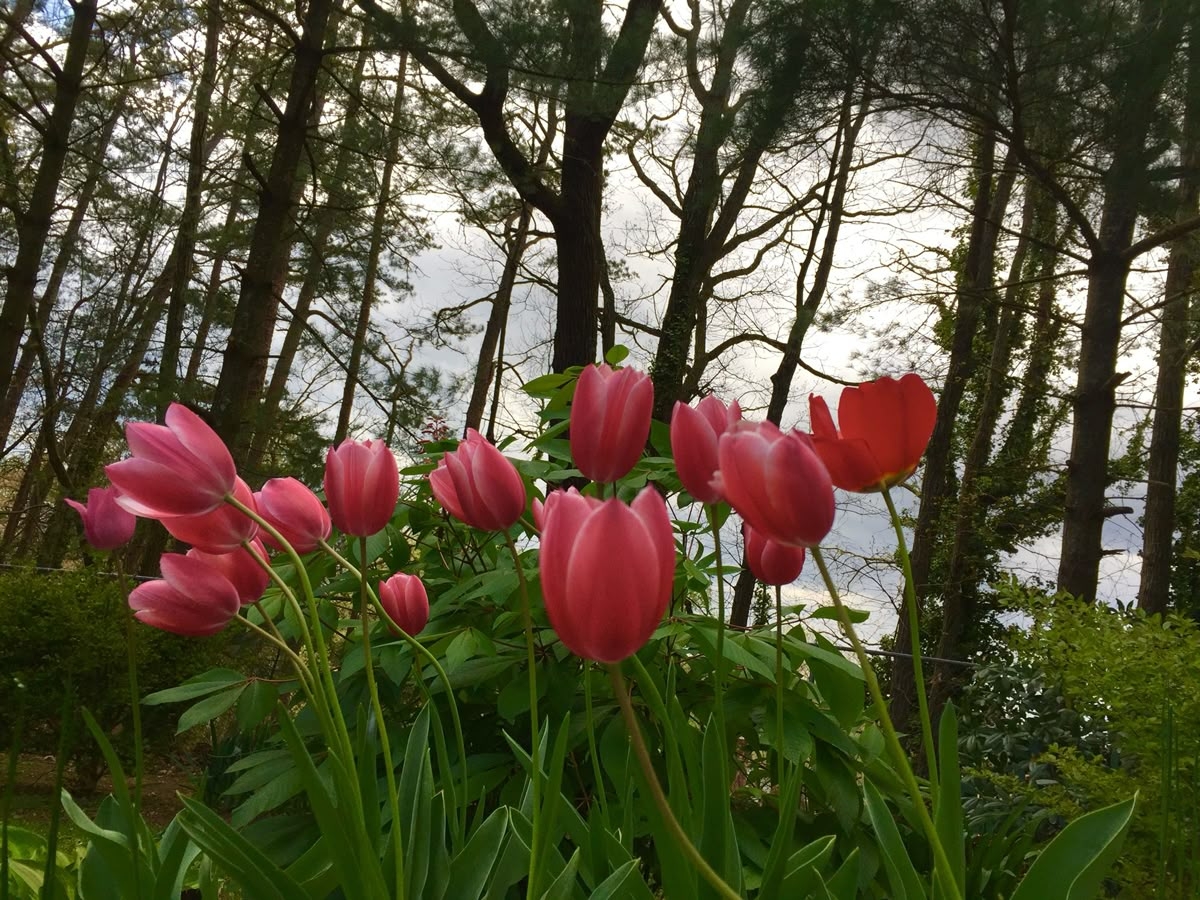 Tử vi vòng quay công nghệ ngày 1/1/2026: Tuổi Ngọ vận trình giảm sút, tuổi Hợi thuận lợi