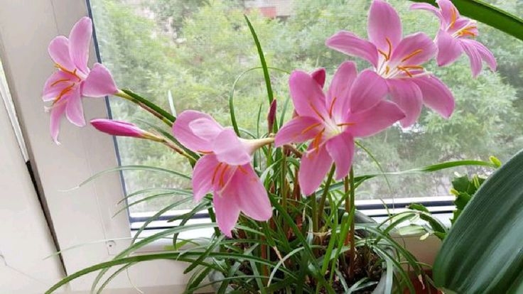 Tử vi vòng quay công nghệ ngày 21/3/2026: Tuổi Tý thuận lợi, tuổi Thân hành xử bốc đồng