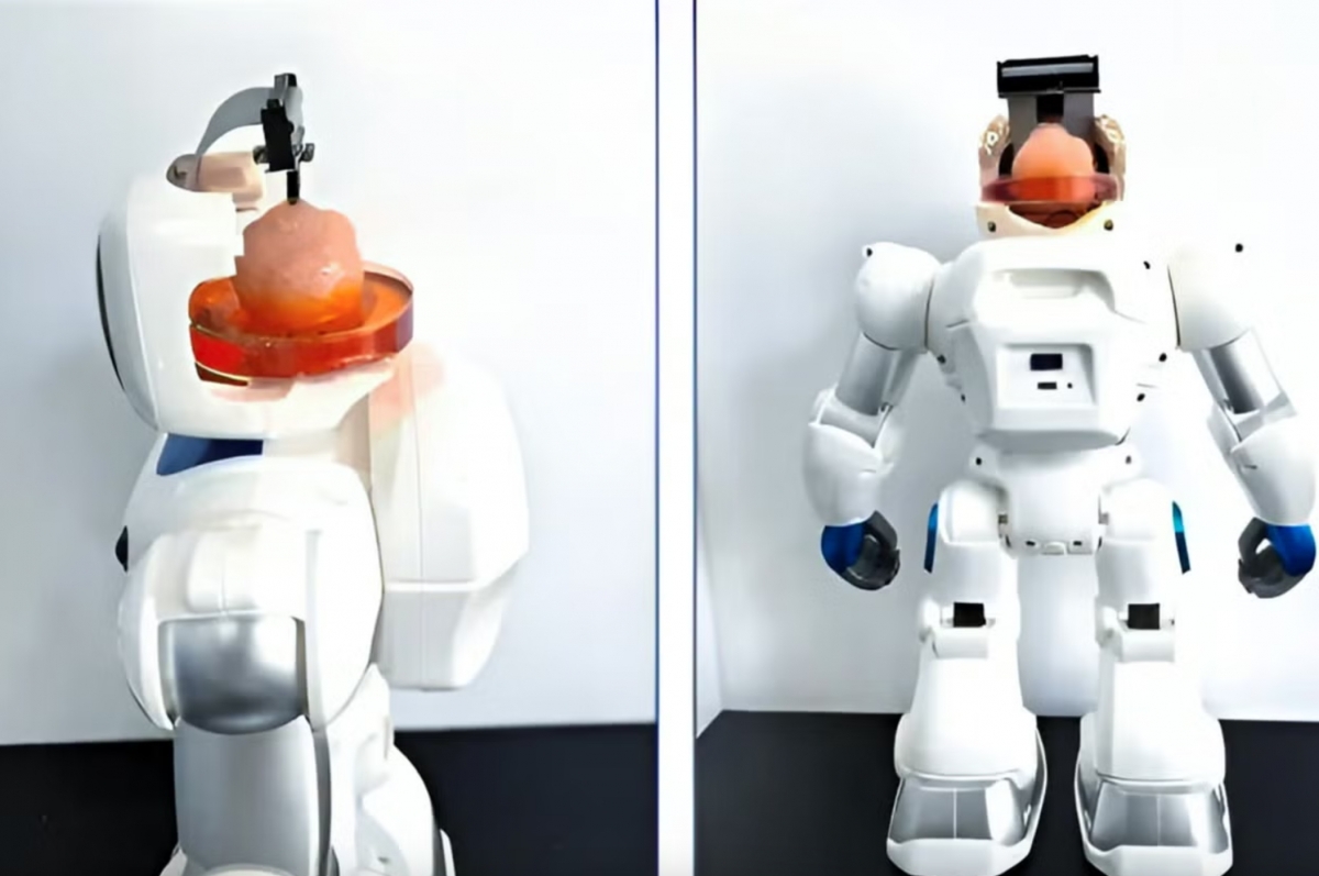Robot sở hữu “bộ não” từ tế bào gốc người học cách điều khiển cánh tay