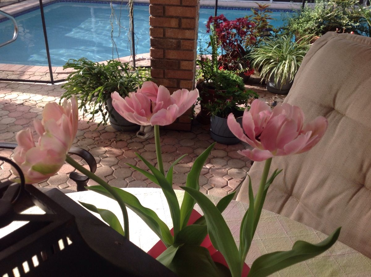 Tử vi vòng quay công nghệ ngày 25/2/2026: Tuổi Mão tương đối thuận lợi, tuổi Dâu gặp phải khó khăn