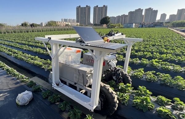 Robot hái dâu tích hợp AI: Bước tiến mới hướng tới thương mại hóa thu hoạch tự động