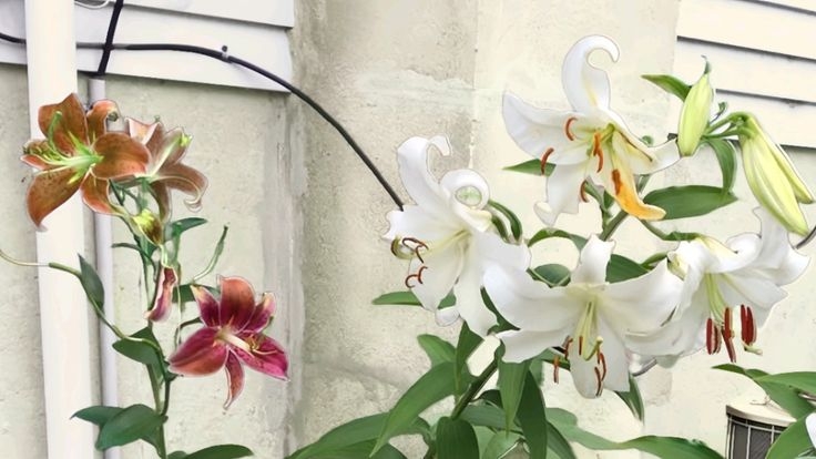 Tử vi vòng quay công nghệ ngày 15/3/2026: Tuổi Mùi trăm bề thuận lợi, tuổi Tuất không được suôn sẻ