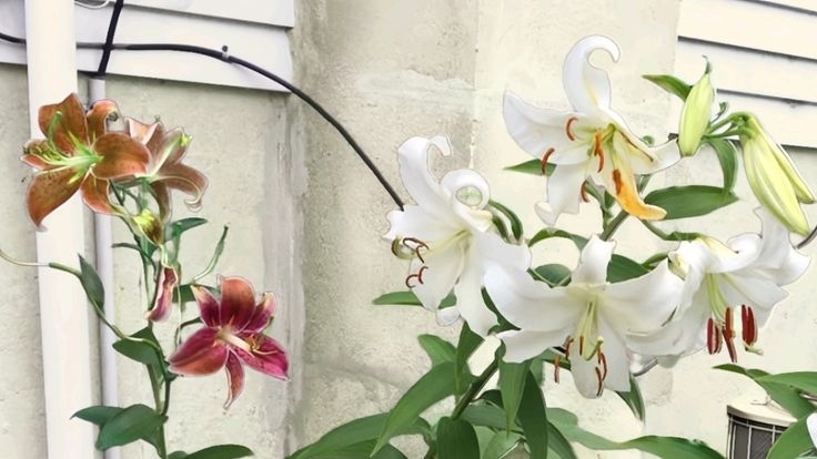 Tử vi vòng quay công nghệ ngày 1/4/2026: Tuổi Sửu làm việc vất vả, tuổi Thân tin vui tài lộc