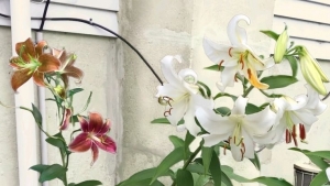 Tử vi vòng quay công nghệ ngày 1/4/2026: Tuổi Sửu làm việc vất vả, tuổi Thân tin vui tài lộc