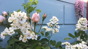 Tử vi vòng quay công nghệ ngày 2/10/2025: Tuổi Tuất căng thẳng, tuổi Mùi tài chính cải thiện