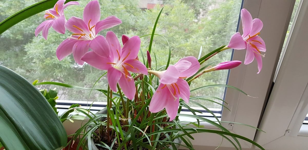 Tử vi vòng quay công nghệ ngày 21/2/2026: Tuổi Tuất tiêu cực về tình cảm, tuổi Tý dễ vướng tranh chấp