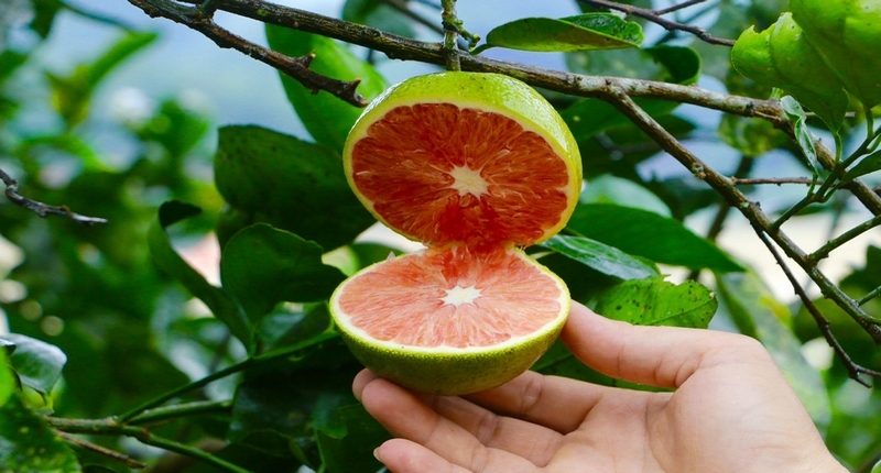 Phát triển nông nghiệp công nghệ cao, nhìn từ hướng đi thành công của Hà Tĩnh