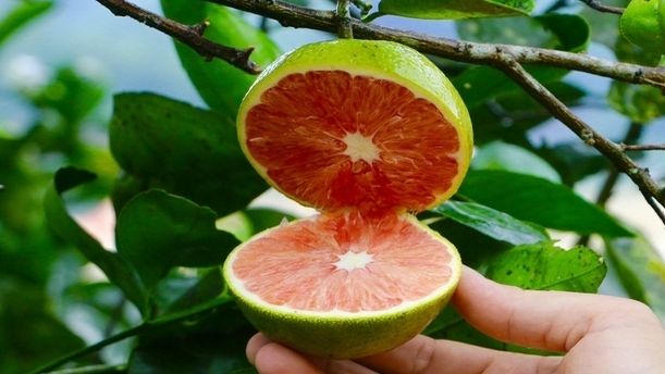 Phát triển nông nghiệp công nghệ cao, nhìn từ hướng đi thành công của Hà Tĩnh