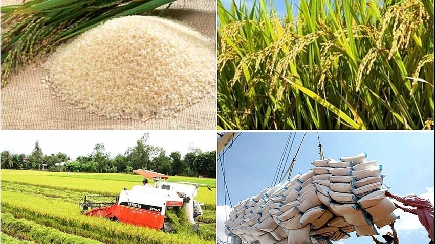 Hướng mới cho xuất khẩu gạo Việt: Đa dạng thị trường, nâng cao giá trị