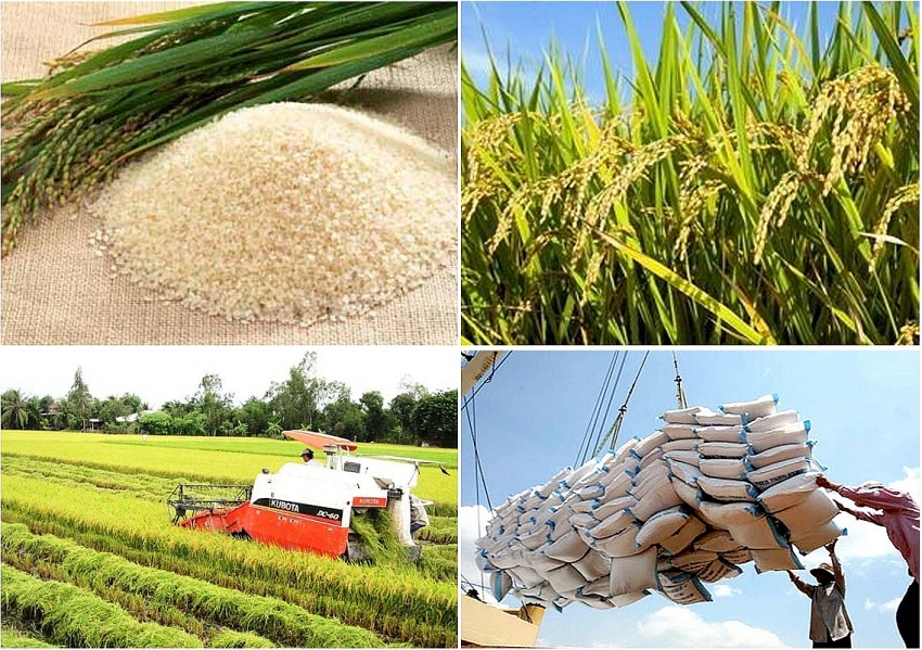 Hướng mới cho xuất khẩu gạo Việt: đa dạng thị trường, nâng cao giá trị