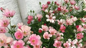 Tử vi vòng quay công nghệ ngày 28/9/2025: Tuổi Hợi công việc trì trệ, tuổi Ngọ sức khỏe khởi sắc