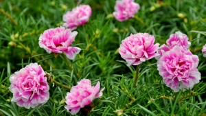 Tử vi vòng quay công nghệ 1/10/2025: Tuổi Tý trở nên nóng nảy, tuổi Tỵ phát triển tốt đẹp