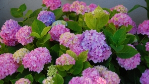 Tử vi vòng quay công nghệ ngày 21/2/2026: Tuổi Tuất tiêu cực về tình cảm, tuổi Tý dễ vướng tranh chấp