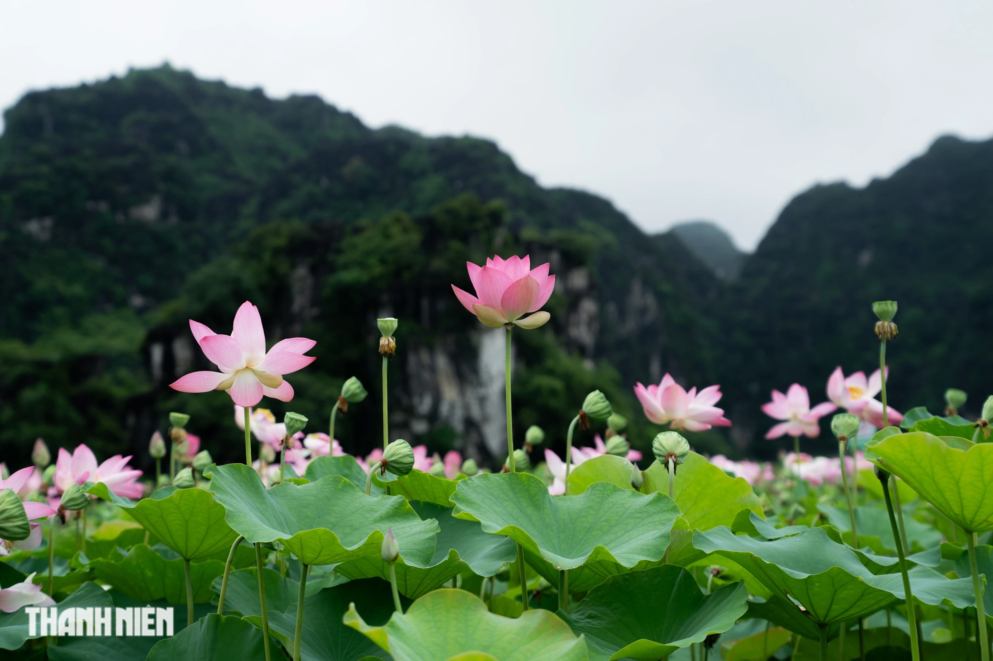Tử vi vòng quay công nghệ ngày 15/10/2025: Tuổi Ngọ gặp vận may, tuổi Thìn cần thận trọng