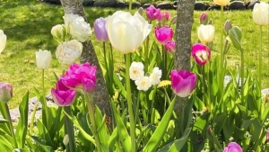 Tử vi vòng quay công nghệ ngày 25/10/2025: Tuổi Dần tình cảm tốt đẹp, tuổi Mão có phần sa sút