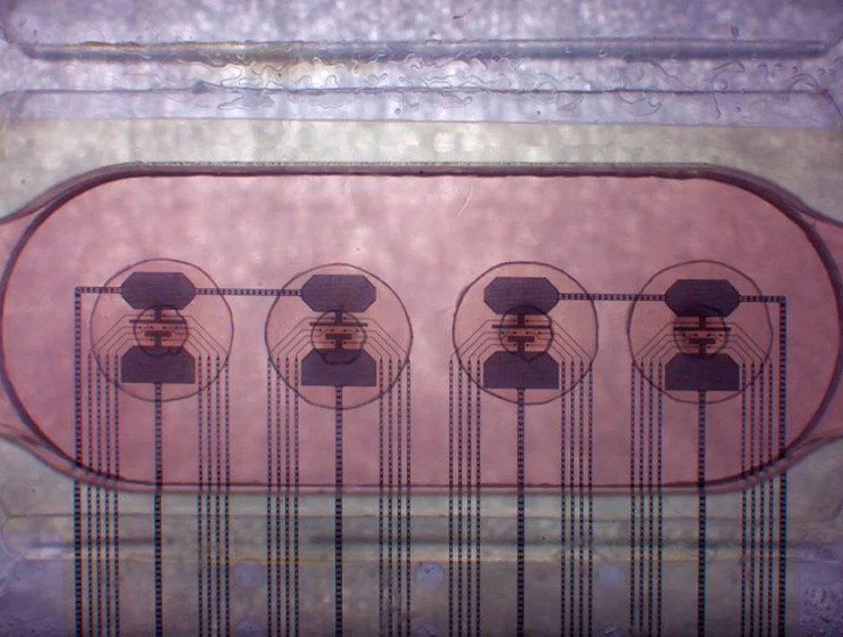 Trình phát trực tiếp hệ thống chạy bằng nền tảng thần kinh sinh học đang hoạt động. Ảnh: FinalSpark Trình phát trực tiếp hệ thống chạy bằng nền tảng thần kinh sinh học đang hoạt động. Ảnh: FinalSpark