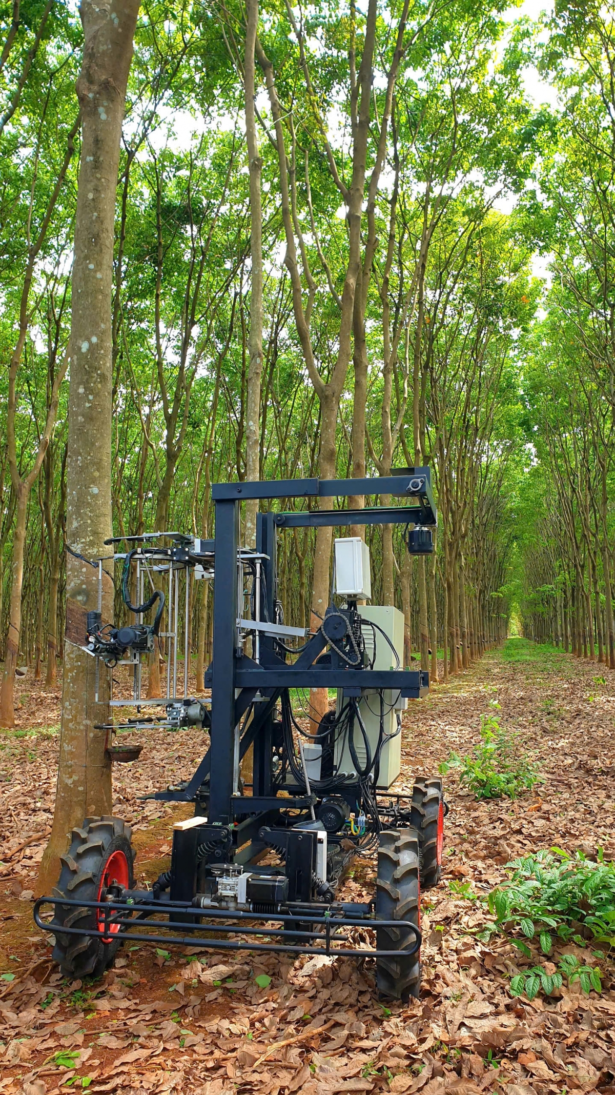 Sáng chế độc quyền Robot cạo mủ cao su giúp tăng năng suất và giảm tối đa sức lao động Sáng chế độc quyền Robot cạo mủ cao su giúp tăng năng suất và giảm tối đa sức lao động