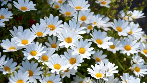 Tử vi vòng quay công nghệ ngày 01/11/2025: Tuổi Tuất một ngày may mắn, Tuổi Dậu có dấu hiệu chững lại