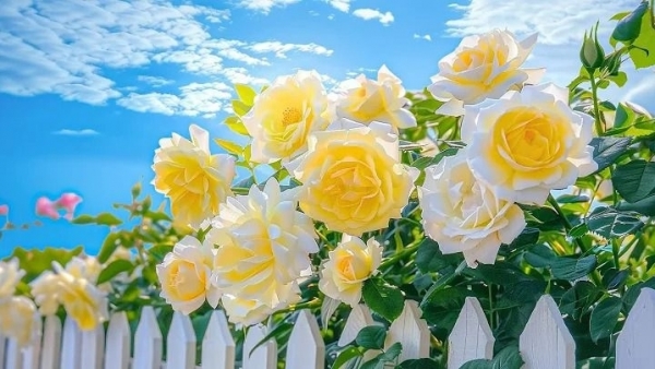 Tử vi vòng quay công nghệ ngày 6/11/2025: Tuổi Hợi tình cảm giảm sút, tuổi Tý nhiều cơ hội