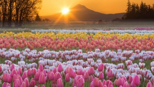 Tử vi vòng quay công nghệ ngày 12/11/2025: Tuổi Sửu sự nghiệp hanh thông, Tuổi Dần vận trình không được thuận lợi