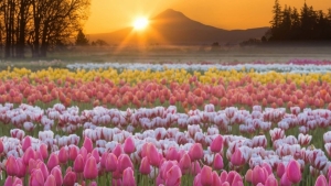 Tử vi vòng quay công nghệ ngày 12/11/2025: Tuổi Sửu sự nghiệp hanh thông, Tuổi Dần vận trình không được thuận lợi