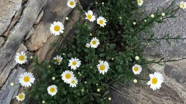 Tử vi vòng quay công nghệ ngày 22/11/2025: Tuổi Thân sự nghiệp không tốt, tuổi Tý công việc suôn sẻ