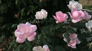 Tử vi vòng quay công nghệ ngày 22/11/2025: Tuổi Thân sự nghiệp không tốt, tuổi Tý công việc suôn sẻ