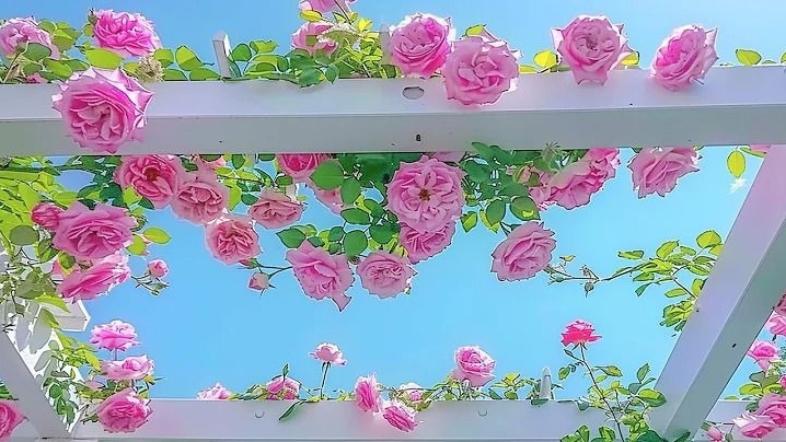 Tử vi vòng quay công nghệ ngày 24/3/2026: Tuổi Ngọ công việc khó khăn, tuổi Tý công việc may mắn