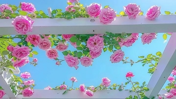 Tử vi vòng quay công nghệ ngày 24/3/2026: Tuổi Ngọ công việc khó khăn, tuổi Tý công việc may mắn