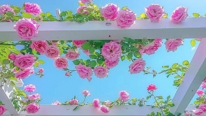 Tử vi vòng quay công nghệ ngày 24/3/2026: Tuổi Ngọ công việc khó khăn, tuổi Tý công việc may mắn